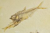 Bargain, Diplomystus Fossil Fish With Knightia - Wyoming #320172-1